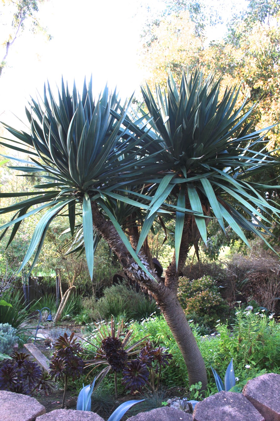 The Gardens of Petersonville The Yucca Tree