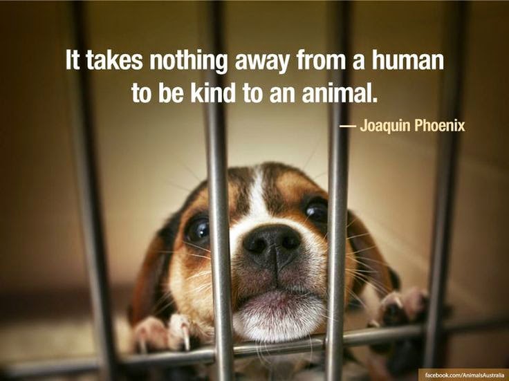 It Takes Nothing Away From A Human To Be Kind To An Animal Popular 27 Inspirational Dog Quotes About Life And Love Playbarkrun
