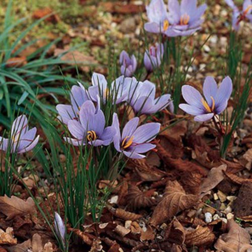 The DuBrule Diaries Saffron Crocus