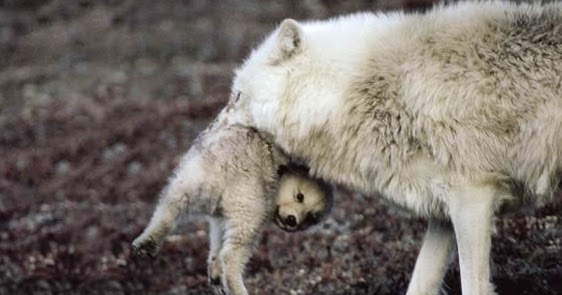 White Wolf : 15 Adorable Photos Of Mother Animals Carrying Their Young In Their  Mouths