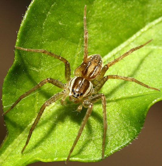 Diving bell spider The Life of Animals