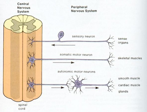 Nik's IGCSE Biology: 2.83 recall that the central nervous system