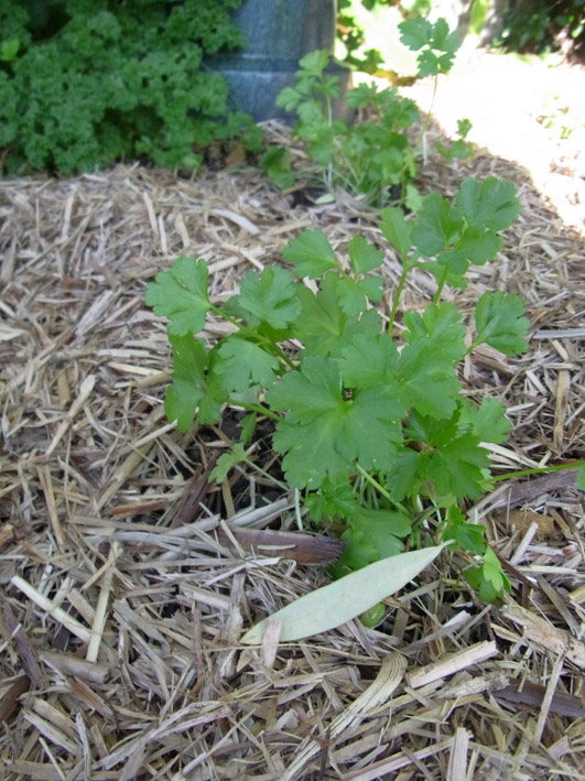 Garden amateur Parsley and me