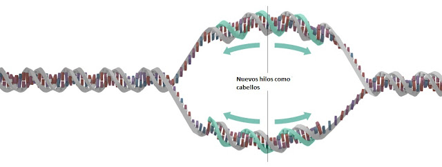 Como Hacer Maquetas: moléculas de adn Como Hacer Maquetas: moléculas de adn