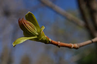 Norway maple (Acer platanoides)
