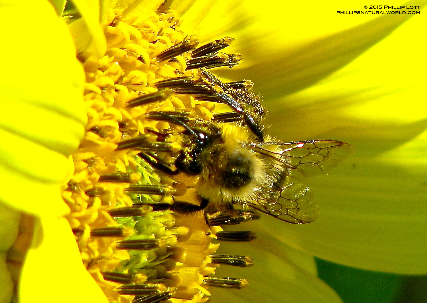 climate change narrows bees range phillip s natural climate change narrows bees range phillip s natural