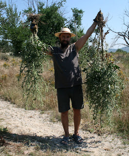 The thistles I pulled out The thistles I pulled out