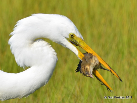 salt marsh birds
