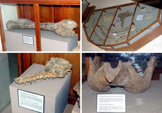 Gambar Koleksi Museum Purbakala Sangiran Gambar Koleksi Museum Purbakala Sangiran