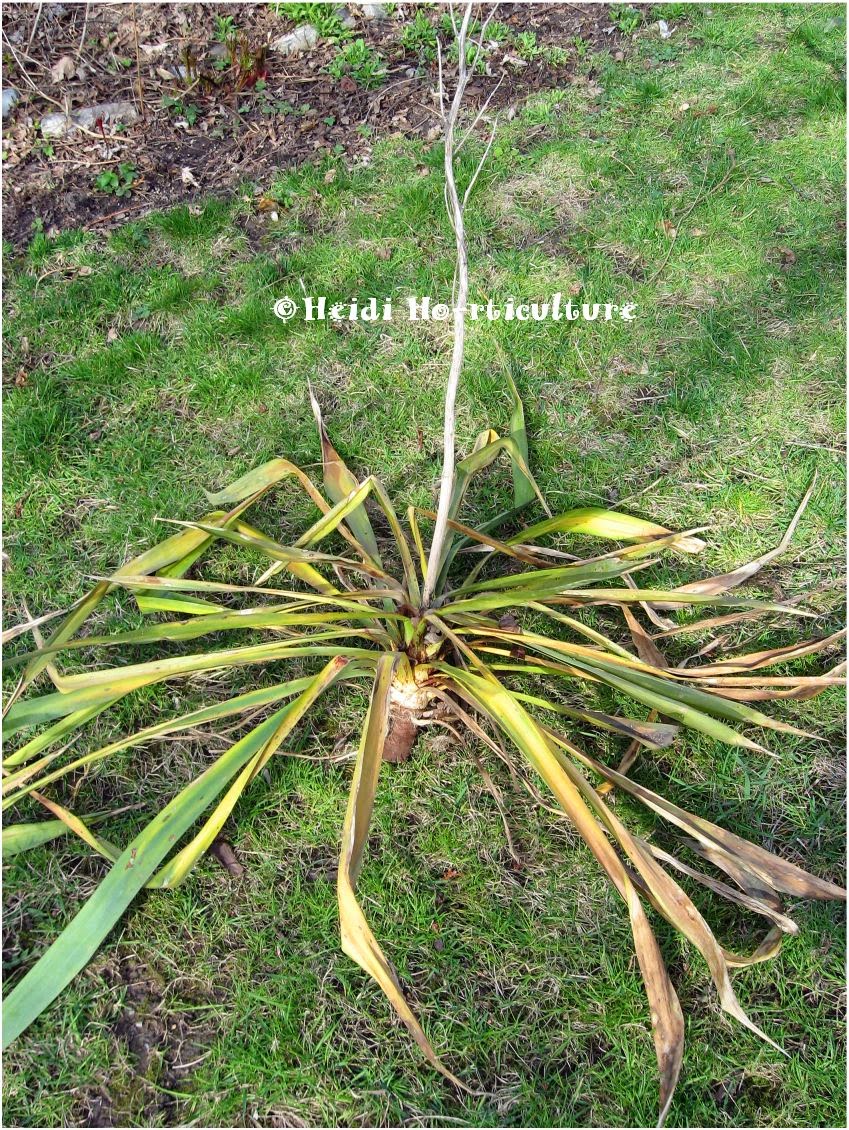 Heidi Horticulture Plant Profile Yucca filamentosa Maintaining and