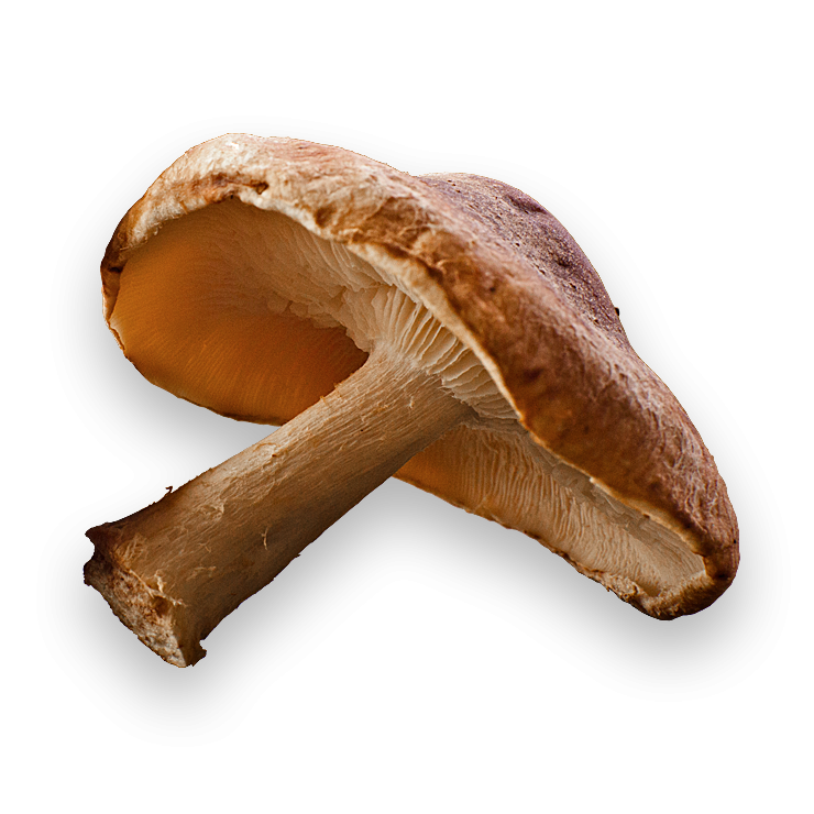 Shiitake Mushrooms The World's Healthiest Foods