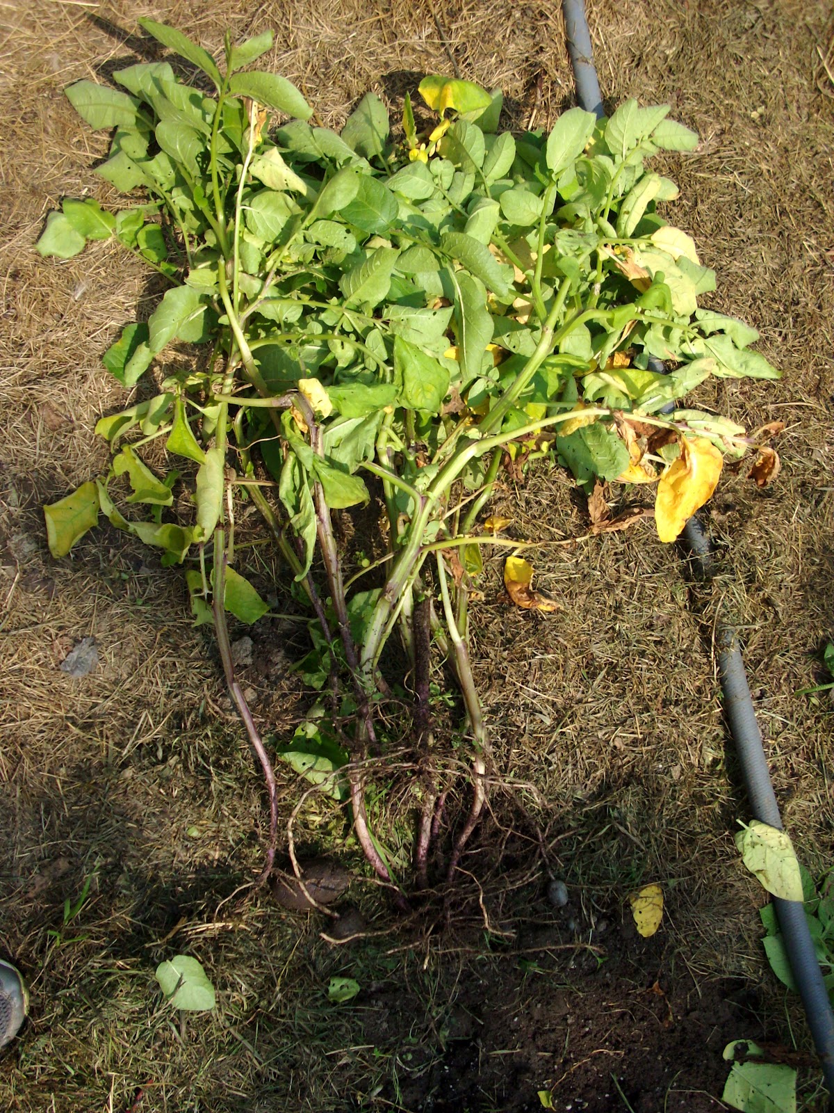 Wildwood Country Acres Dying Potato Plant