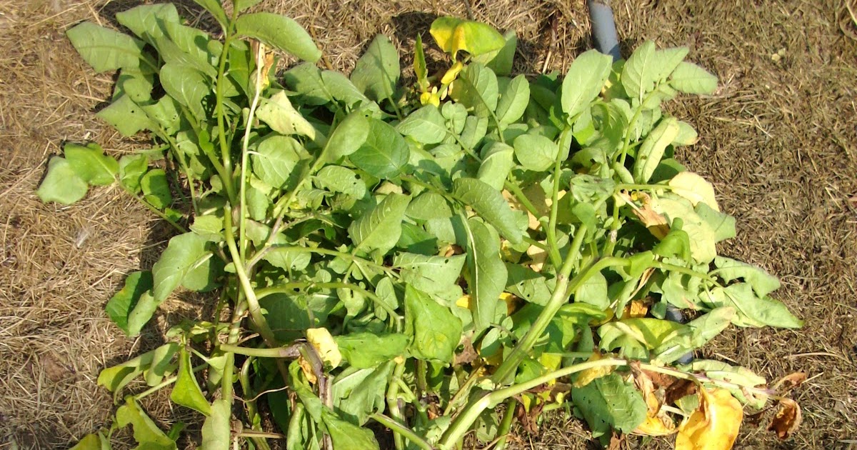 Wildwood Country Acres Dying Potato Plant