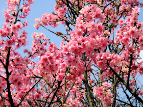 Yangmingshan Sakura Taiwan Spring