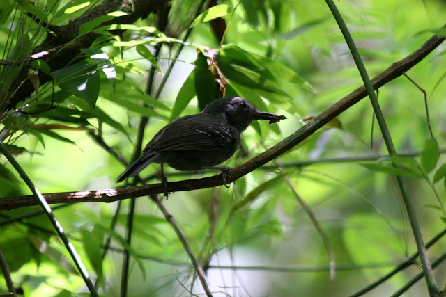 Antbirds wallpaper,Antbird images,Antbird picture,Antbird photo,Flying antbird,Antbirds,Colourful antbird, Antbirds wallpaper,Antbird images,Antbird picture,Antbird photo,Flying antbird,Antbirds,Colourful antbird,