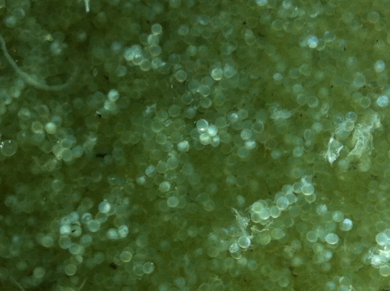 Ken C.K. Ngan Goldfish Eggs