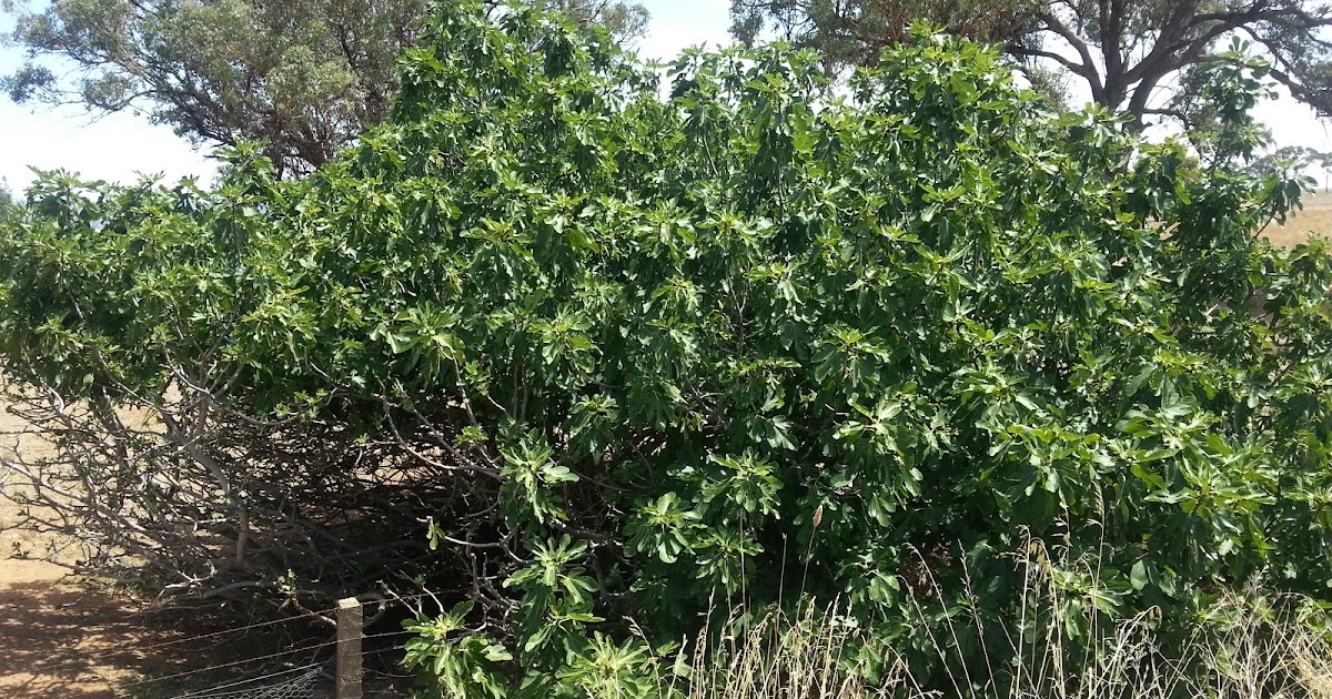 How to Root Green Fig Cuttings A Canberra Vegie Garden