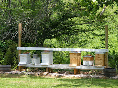 Honey bees (a few)!