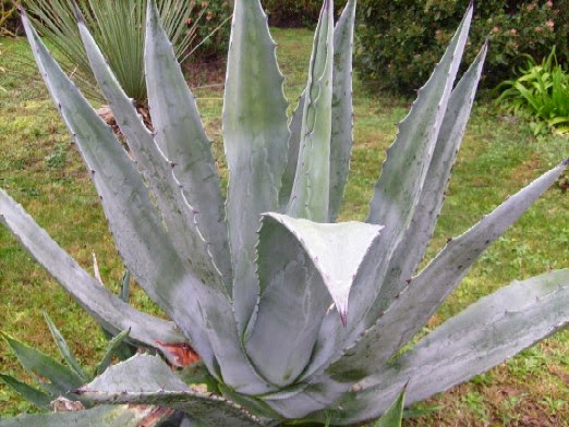 Agave américain