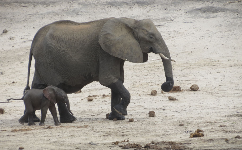 African Odyssey: Hippos, Elephants, Zebras, Oh My!
