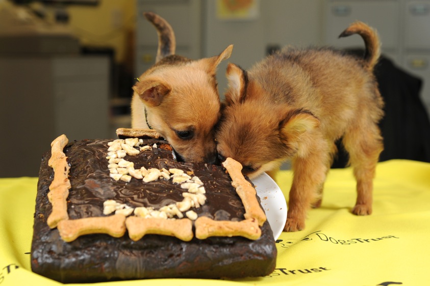 Dog Trust