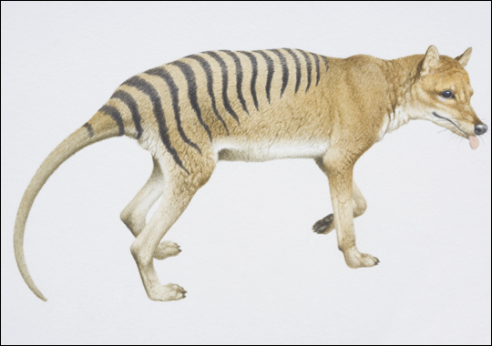 the major causes of animal extinction in our planet According to one recent study, species are going extinct between ten and the cause of this great acceleration in the loss of the planet's. the major causes of animal extinction in our planet According to one recent study, species are going extinct between ten and the cause of this great acceleration in the loss of the planet's.