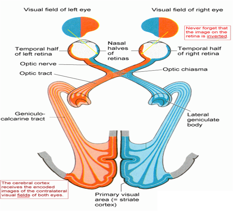 MBBS Medicine (Humanity First) The Thalamus as its ''Relay'' function