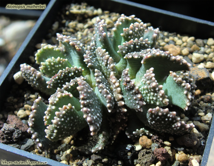 Aloinopsis Malherbei