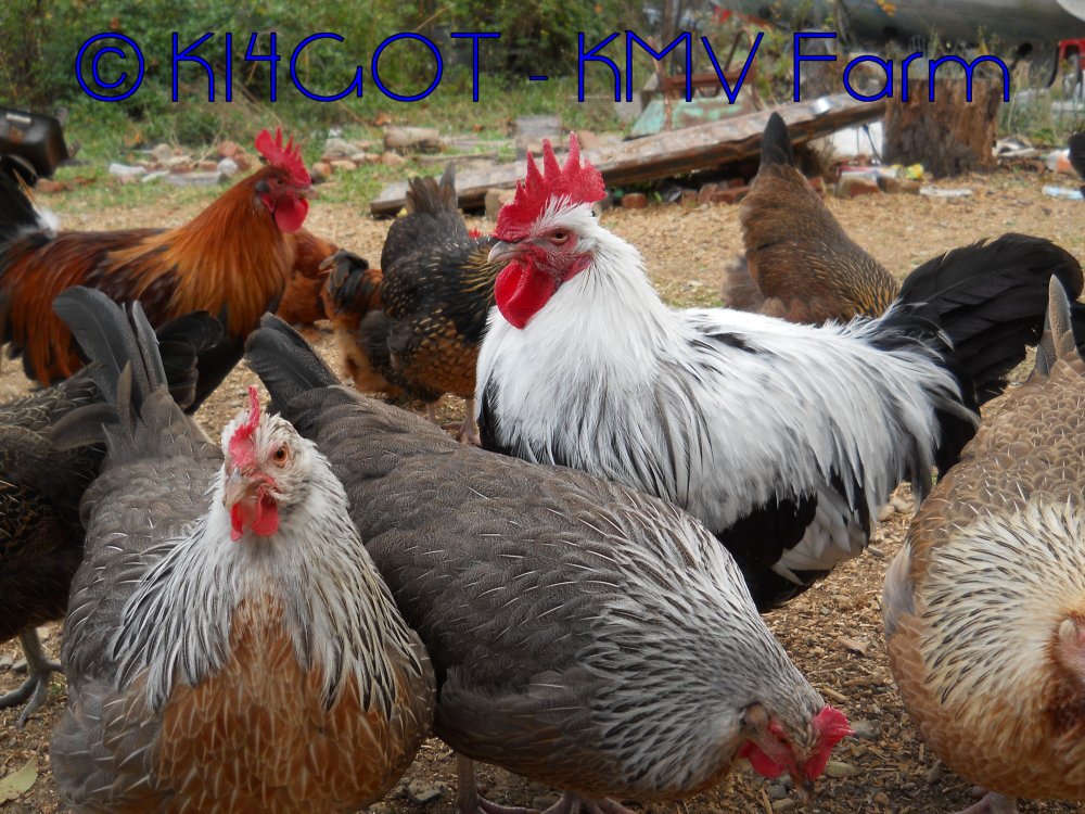 Natural Chicken Keeping The Dorking An Ancient Breed with an