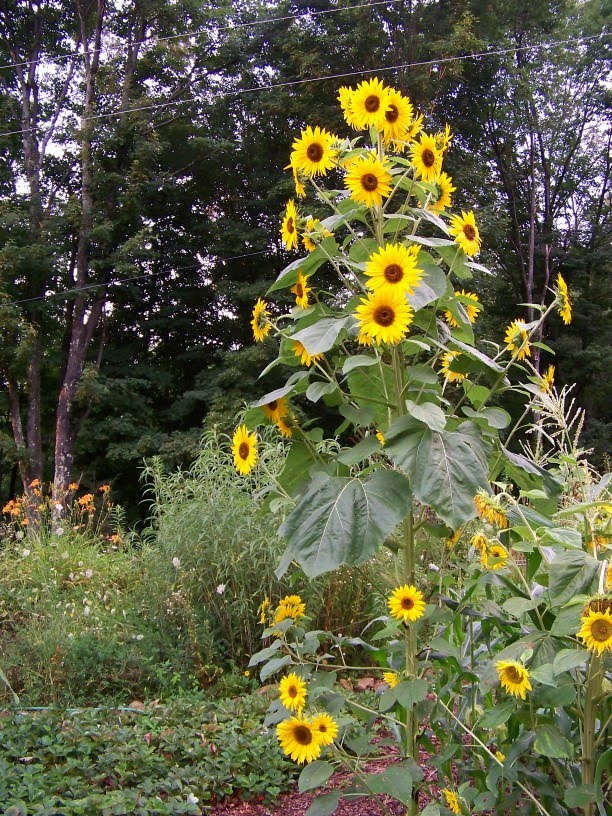 Outside Clyde The Sunflower Tower