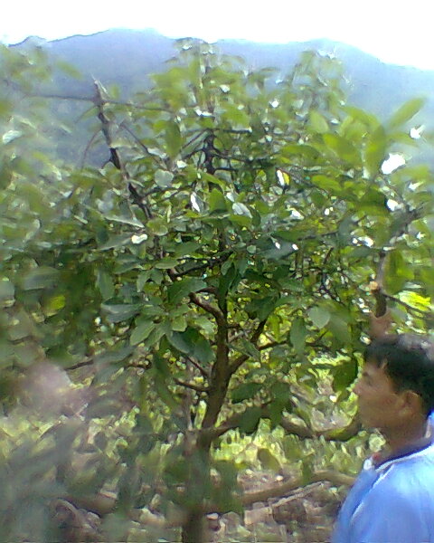 Monografia agronomia