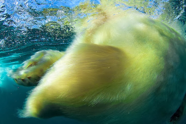  Retratos extremadamente íntimas de osos polares nadando