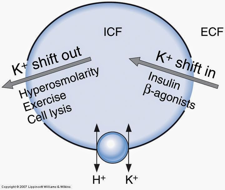 USMLE COMLEX Study Guides First Aid Renal Physiology Part ll