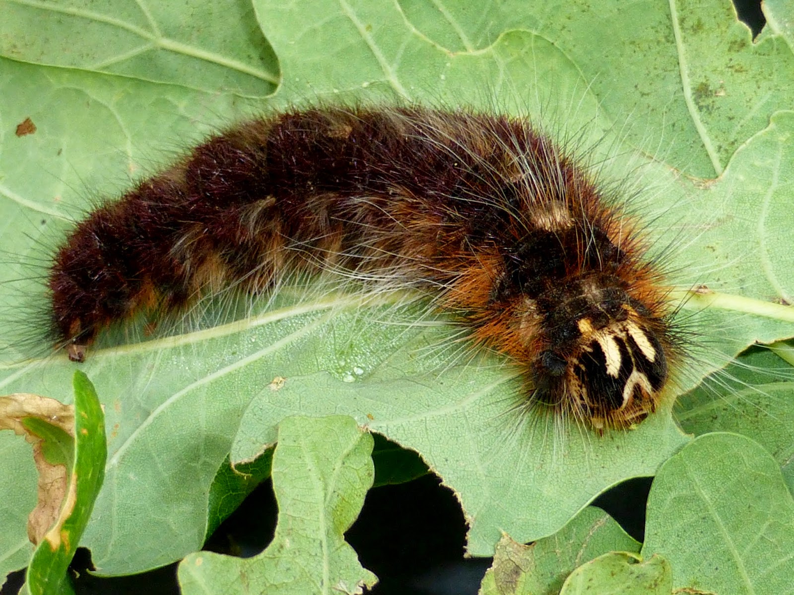 Lebeda trifascia Lebeda trifascia caterpillar