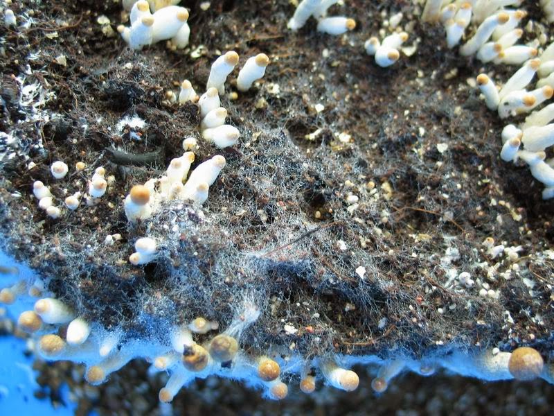 HOW TO GROW MUSHROOMS The Garden of Eaden