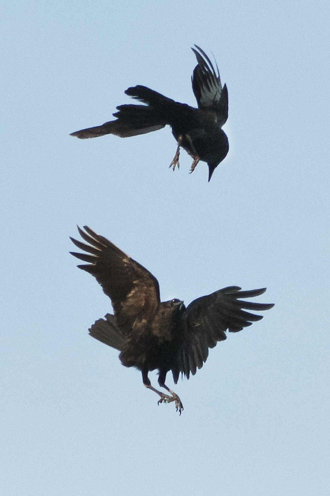 Crows Fighting