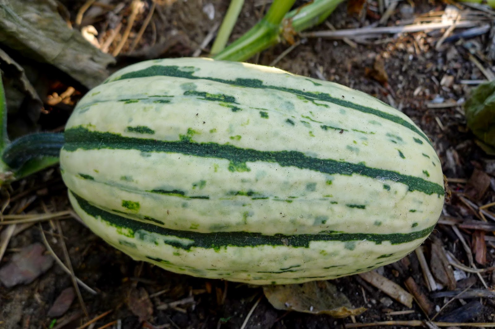 Less Noise, More Green Stuffed Delicata Squash