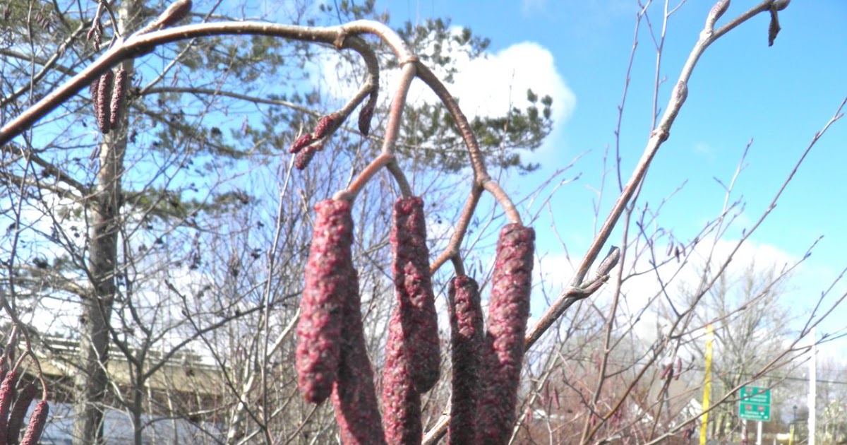 Docaitta Lifestyle Foraging 33 Alnus, the Very Common Alder