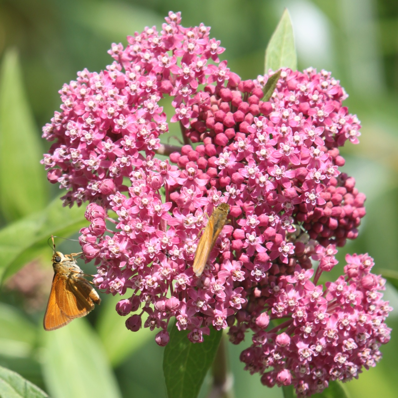 Kalamazoo Seasons Swamp Milkweed