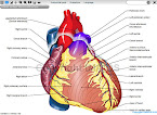 Anatomi Jantung Manusia