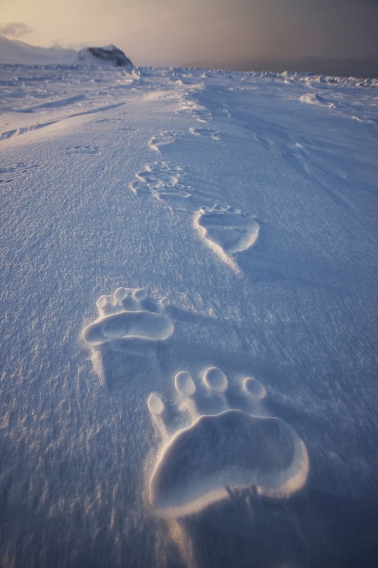 National Geographic Polar Bear Tracks A1 Pictures