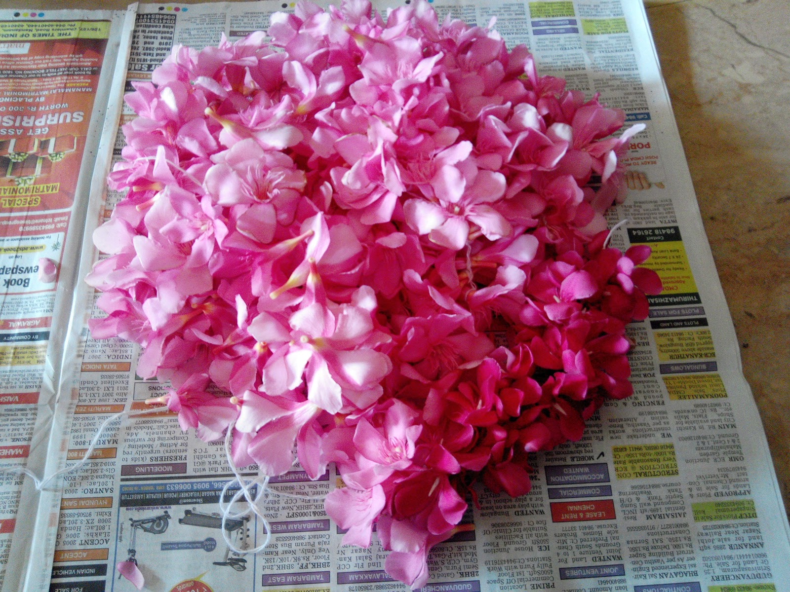 TERRACE GARDENING: My Terrace Garden