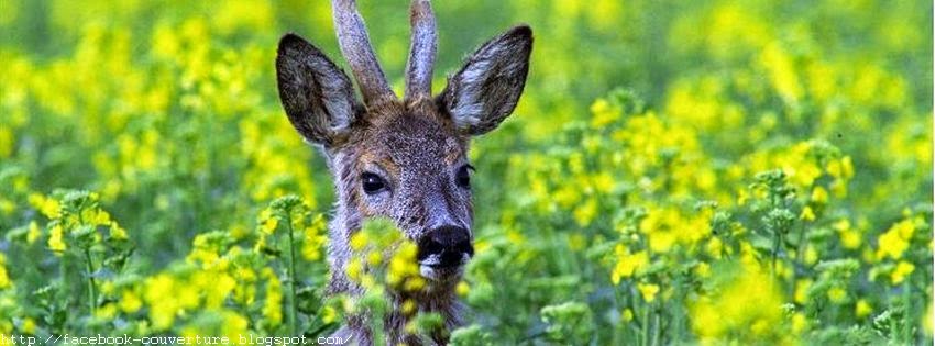 Résultat d’images pour image de printemps