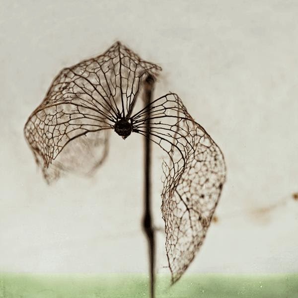 Mirjam+Appelhof+Tutt'Art@+(2)