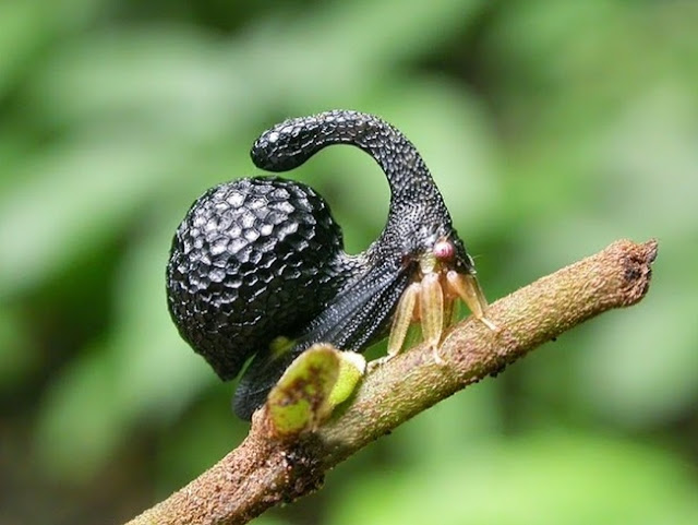Cladonota inflatus Cladonota inflatus