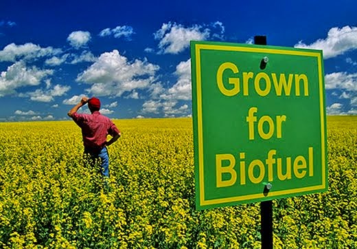 Bio fuel crop cultivation consultancy