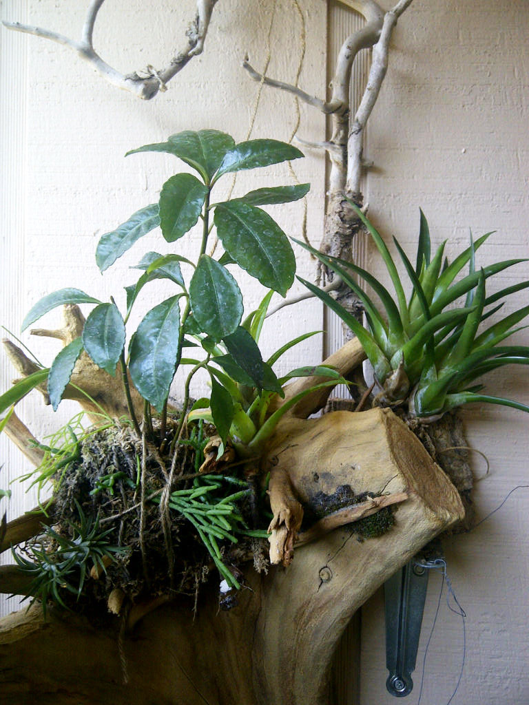 The Rainforest Garden: My Small Space Container Garden