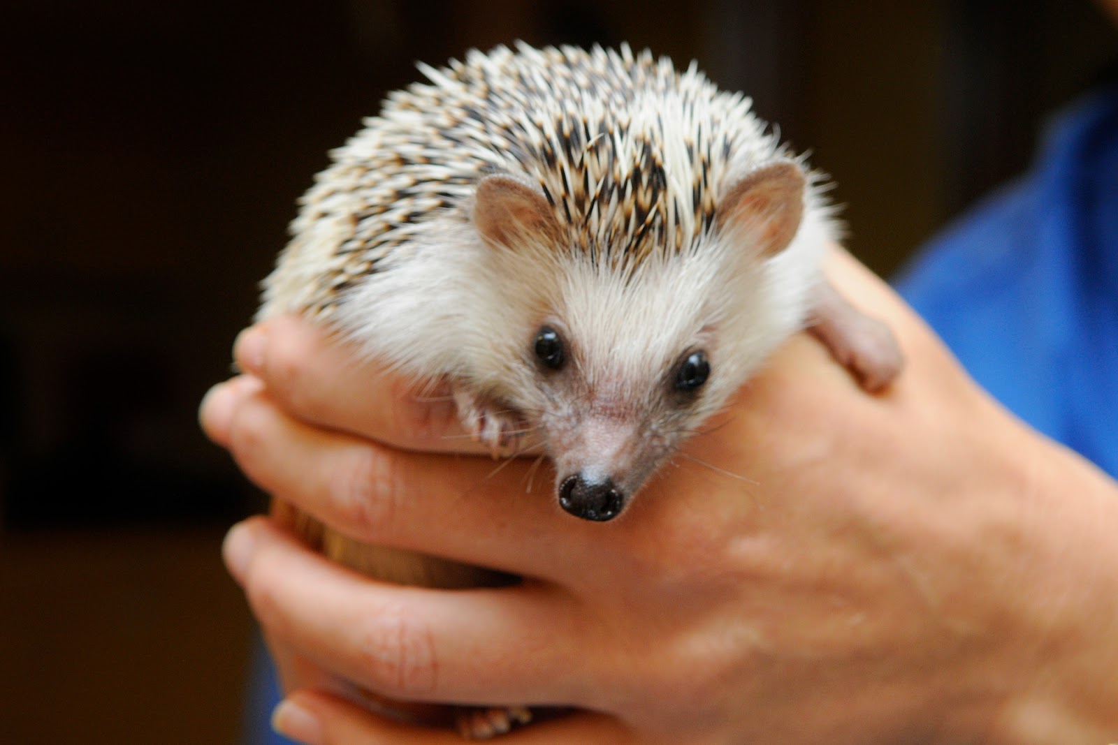 Small Animal Talk What does a baby hedgehog look like?