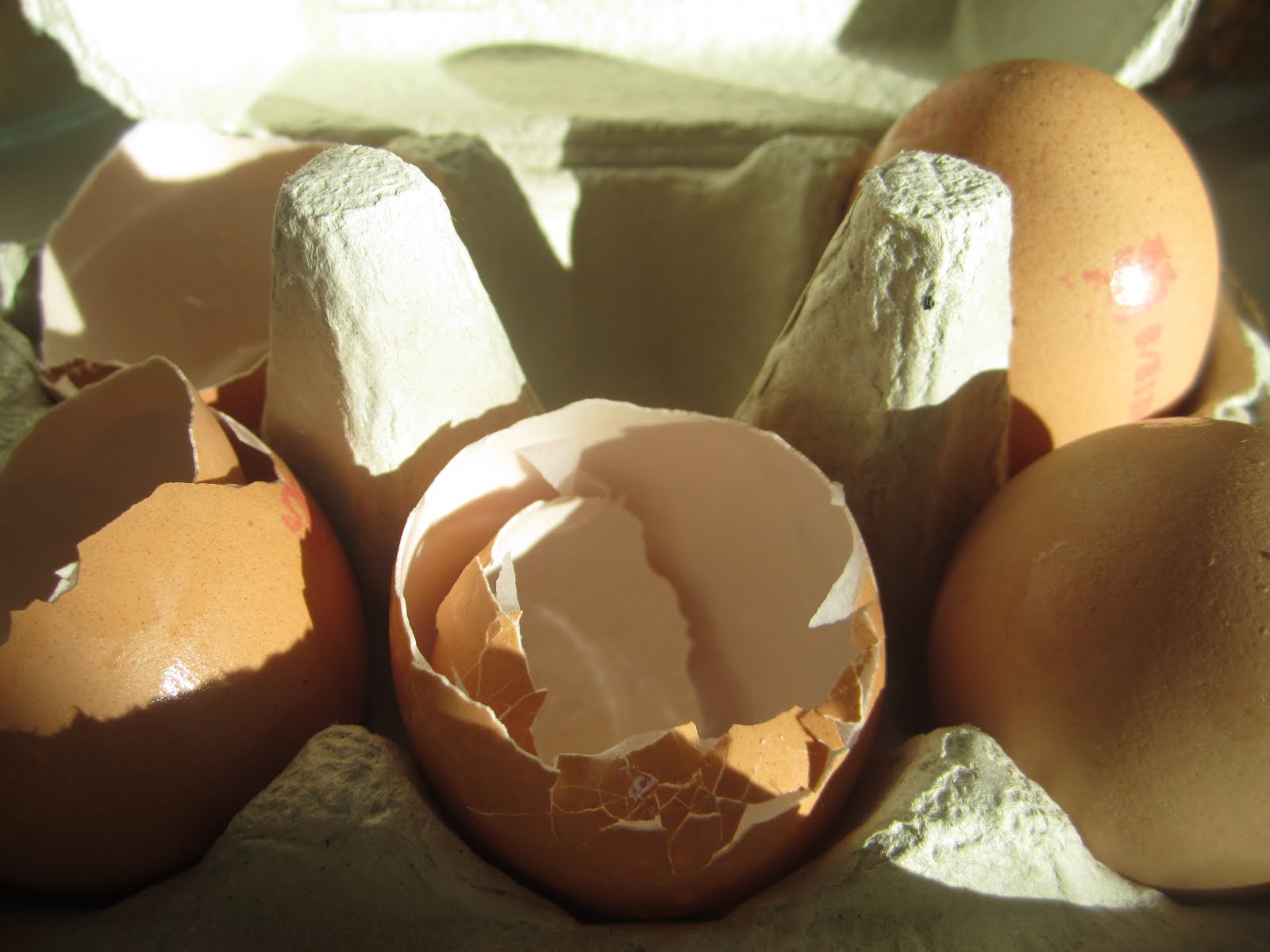 ...the sight of morning... Food for Honey Badgers