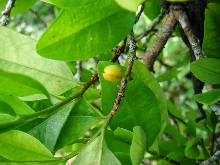 De Drogas Ilegales Información sobre la naturaleza, síntomas y efectos